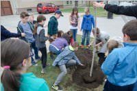 VS Neufeld: Baumpflanzung am Tag der Sonne, 08.05.2015