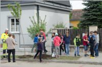 VS Neufeld: Baumpflanzung am Tag der Sonne, 08.05.2015