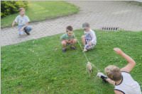 Schulfest der VS Neufeld, 17.06.2016