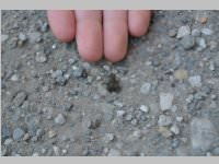 VS Wandertag: 2. Klassen unterwegs, 19.06.2013
