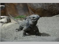 VS Neufeld im Haus des Meeres und Zoom, 11.06.2013