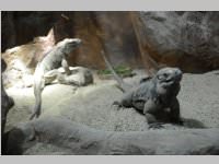 VS Neufeld im Haus des Meeres und Zoom, 11.06.2013