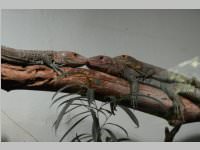 VS Neufeld im Haus des Meeres und Zoom, 11.06.2013