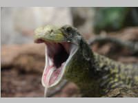 VS Neufeld im Haus des Meeres und Zoom, 11.06.2013