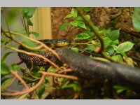 VS Neufeld im Haus des Meeres und Zoom, 11.06.2013