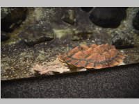 VS Neufeld im Haus des Meeres und Zoom, 11.06.2013