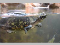 VS Neufeld im Haus des Meeres und Zoom, 11.06.2013