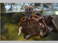 VS Neufeld im Haus des Meeres und Zoom, 11.06.2013