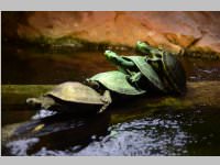 VS Neufeld im Haus des Meeres und Zoom, 11.06.2013