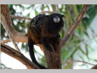 VS Neufeld im Haus des Meeres und Zoom, 11.06.2013