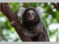 VS Neufeld im Haus des Meeres und Zoom, 11.06.2013