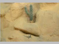 VS Neufeld im Haus des Meeres und Zoom, 11.06.2013