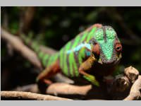 VS Neufeld im Haus des Meeres und Zoom, 11.06.2013