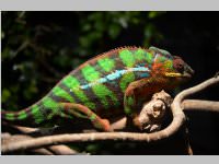 VS Neufeld im Haus des Meeres und Zoom, 11.06.2013