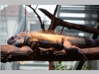 VS Neufeld im Haus des Meeres und Zoom, 11.06.2013