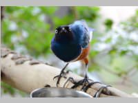 VS Neufeld im Haus des Meeres und Zoom, 11.06.2013