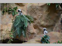 VS Neufeld im Haus des Meeres und Zoom, 11.06.2013