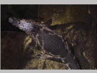 VS Neufeld im Haus des Meeres und Zoom, 11.06.2013