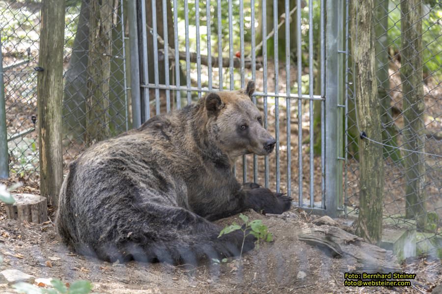 Bärenwald Arbesbach, September 2023