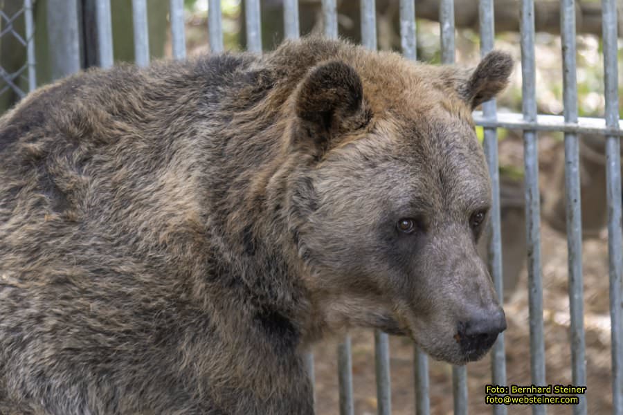 Bärenwald Arbesbach, September 2023