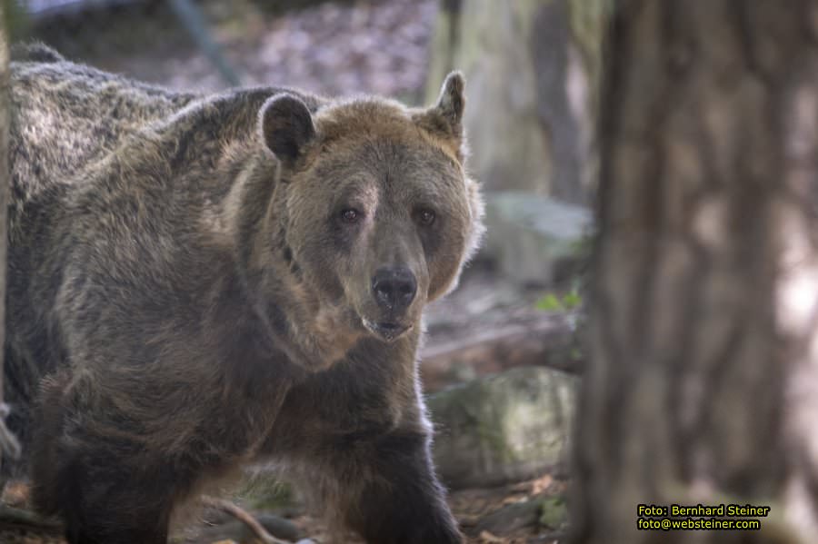 Bärenwald Arbesbach, September 2023