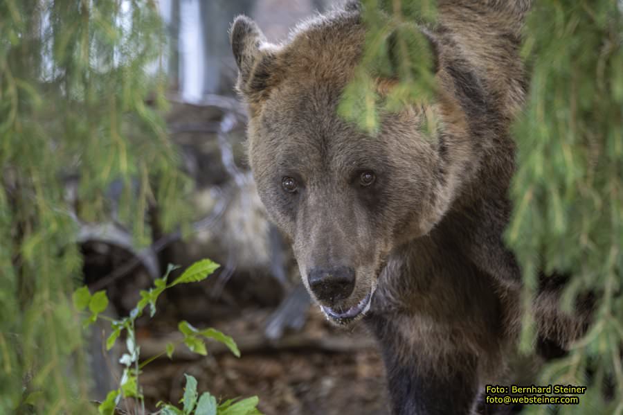 Bärenwald Arbesbach, September 2023