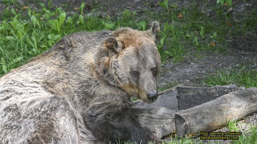 Bärenwald Arbesbach, September 2023