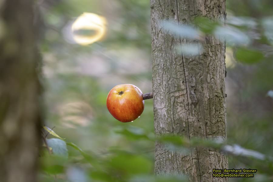 Bärenwald Arbesbach, September 2023