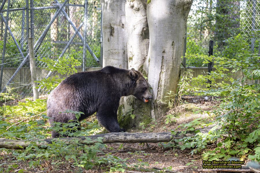Bärenwald Arbesbach, September 2023