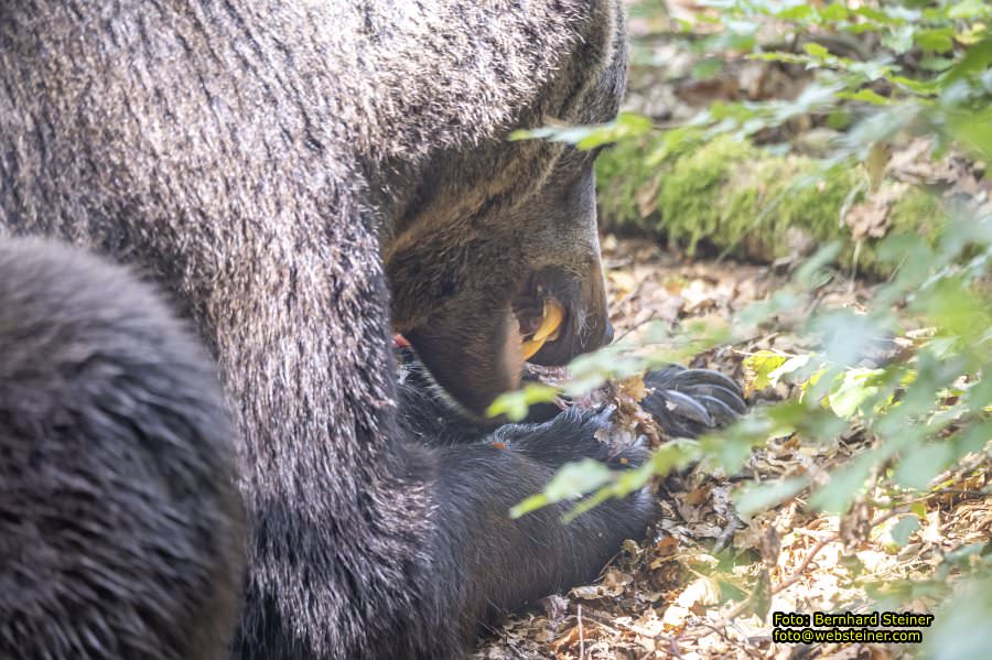 Bärenwald Arbesbach, September 2023