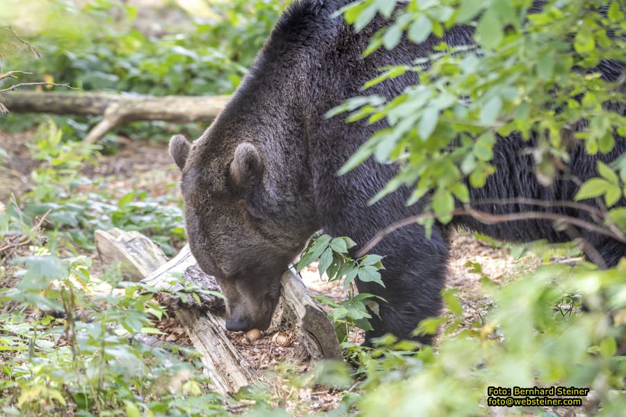 Bärenwald Arbesbach, September 2023