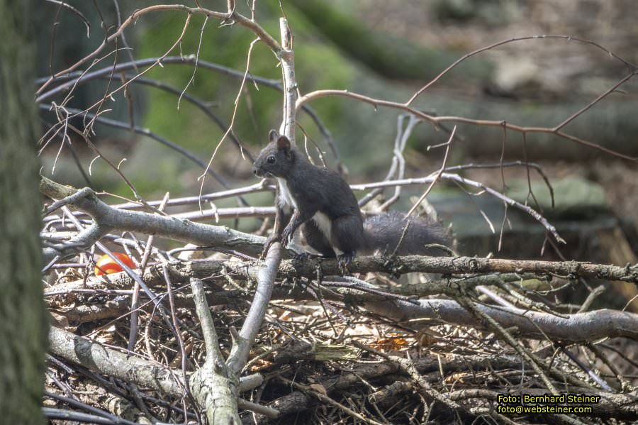 Bärenwald Arbesbach, September 2023