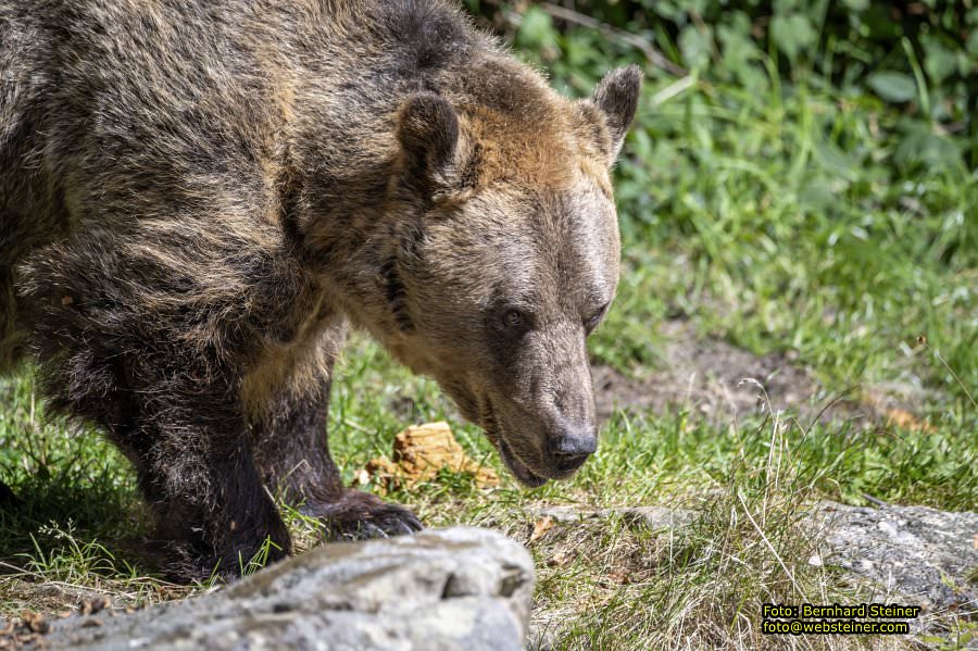 Bärenwald Arbesbach, September 2023