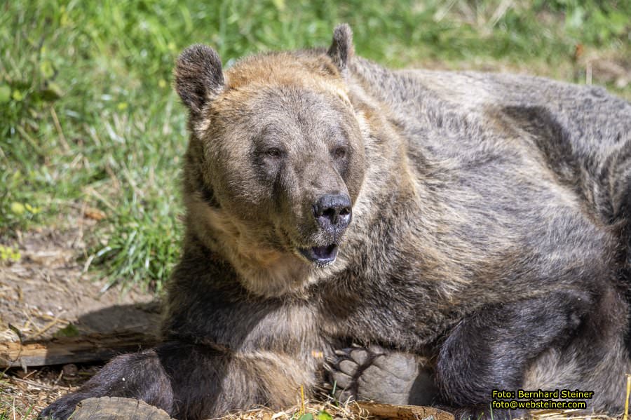 Bärenwald Arbesbach, September 2023