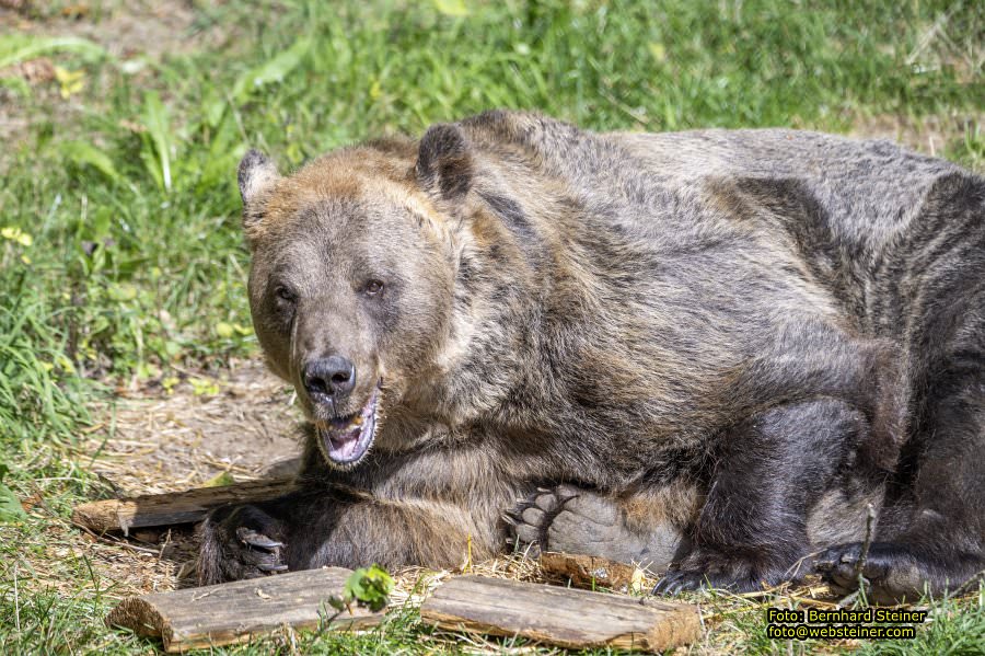 Bärenwald Arbesbach, September 2023
