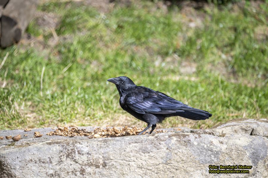 Bärenwald Arbesbach, September 2023