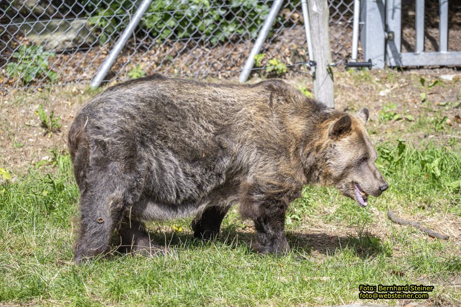 Bärenwald Arbesbach, September 2023