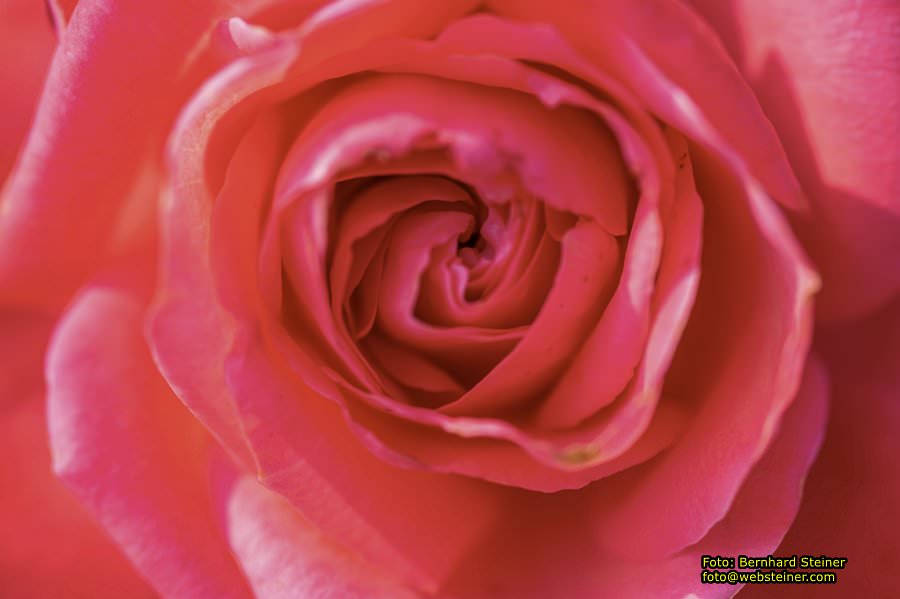 Rosarium im Doblhoffpark Baden, Juli 2023