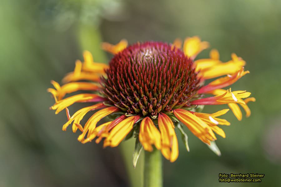 Rosarium im Doblhoffpark Baden, Juli 2023