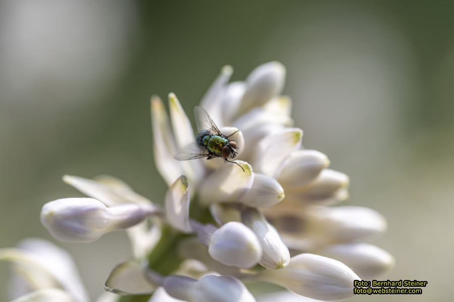 Rosarium im Doblhoffpark Baden, Juli 2023