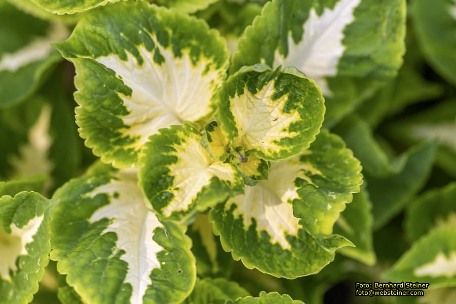 Rosarium im Doblhoffpark Baden, Juli 2023