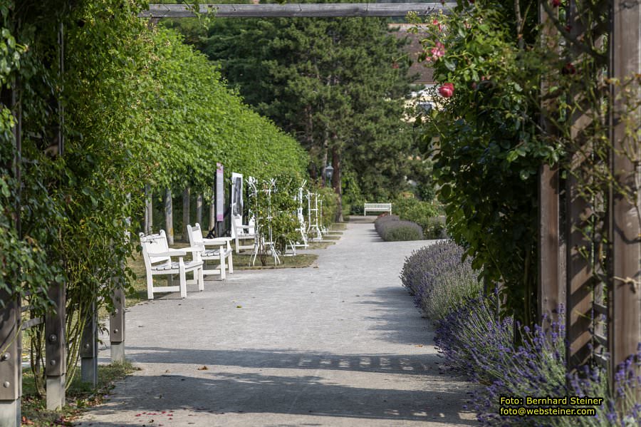 Rosarium im Doblhoffpark Baden, Juli 2023