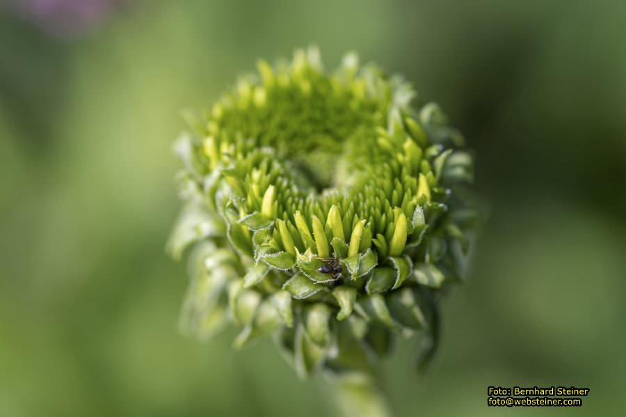 Rosarium im Doblhoffpark Baden, Juli 2023