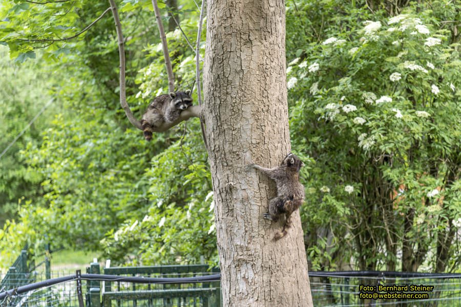 Natur- und Erlebnispark Buchenberg, Mai 2023