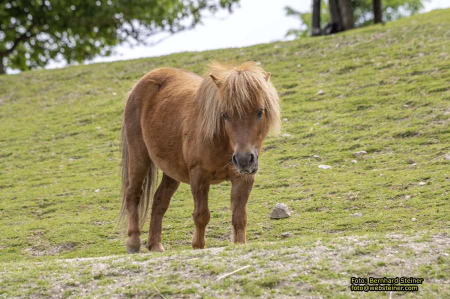 Natur- und Erlebnispark Buchenberg, Mai 2023