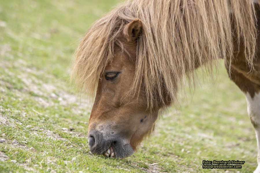 Natur- und Erlebnispark Buchenberg, Mai 2023