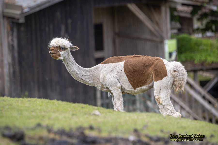 Natur- und Erlebnispark Buchenberg, Mai 2023