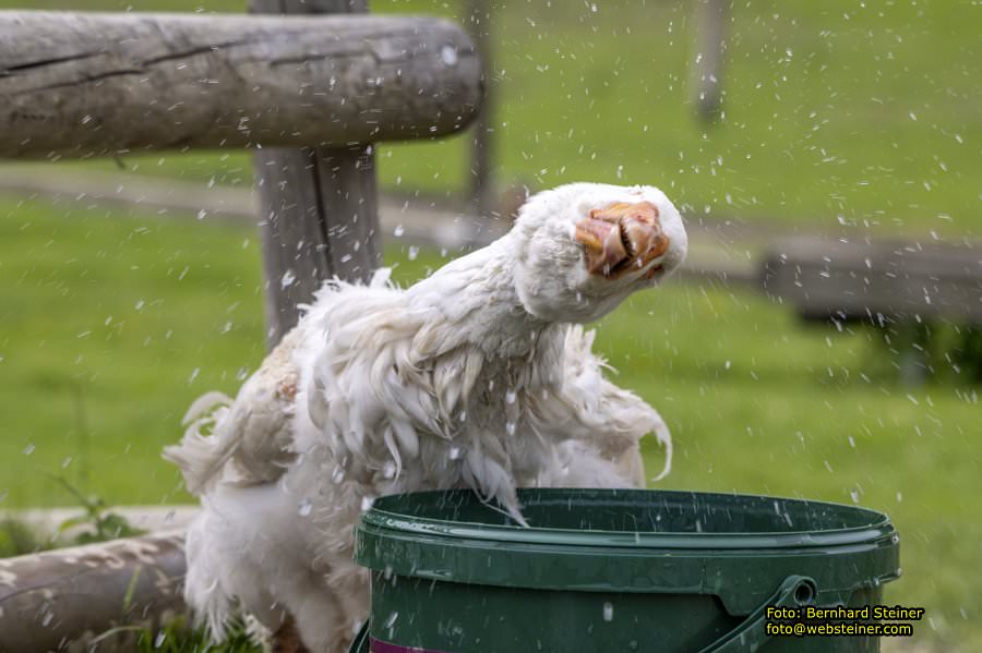 Natur- und Erlebnispark Buchenberg, Mai 2023