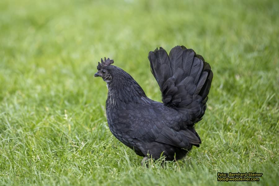 Natur- und Erlebnispark Buchenberg, Mai 2023