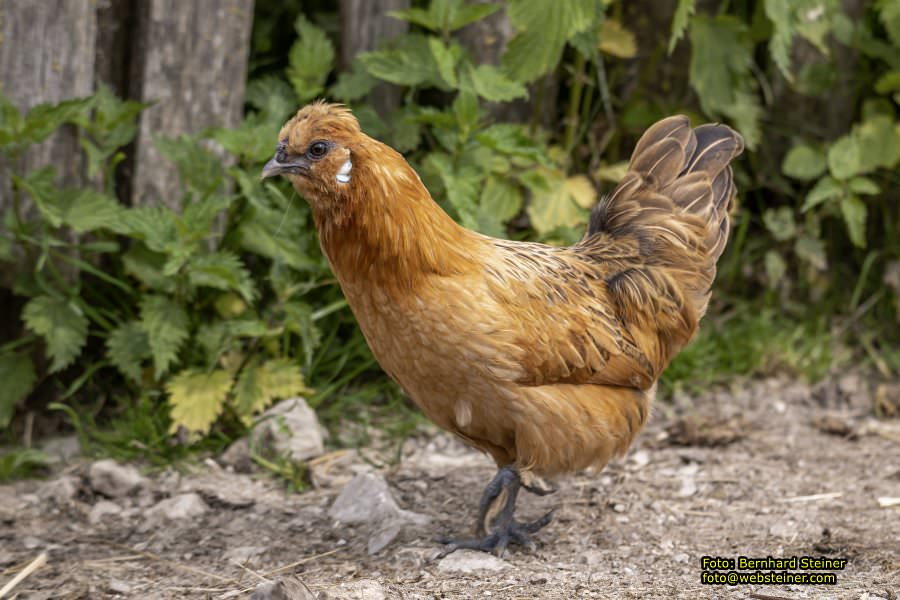 Natur- und Erlebnispark Buchenberg, Mai 2023